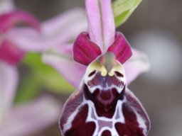 Ophrys_cretica_Kattavia
